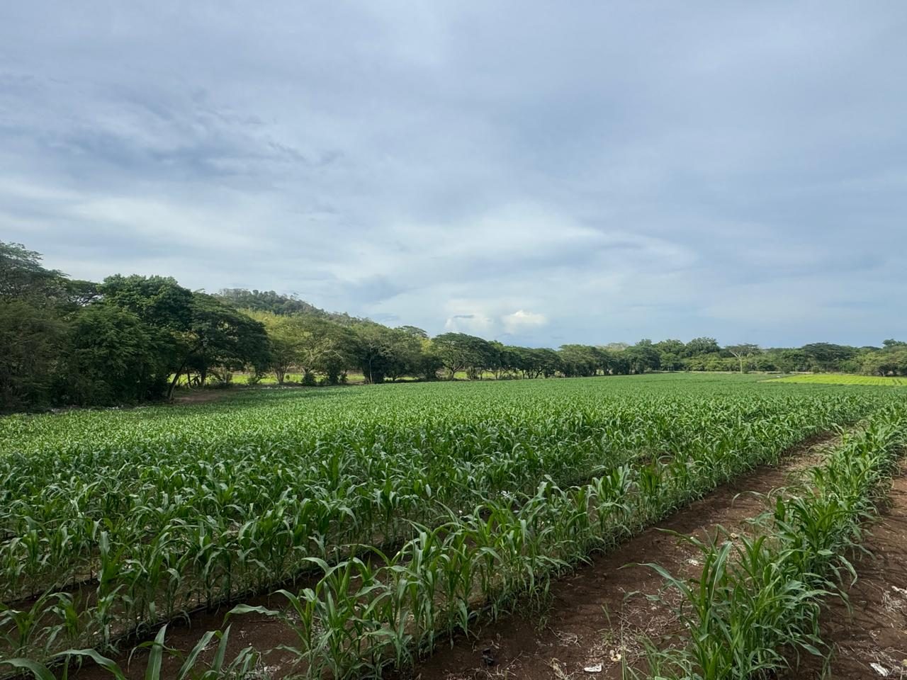 Cómo almacenar silo de maíz en sacos para que no se dañe