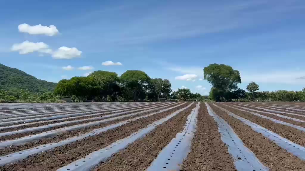 Campos agrícolas de Agrícola LG Calderón